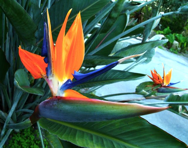 Bird of Paradise