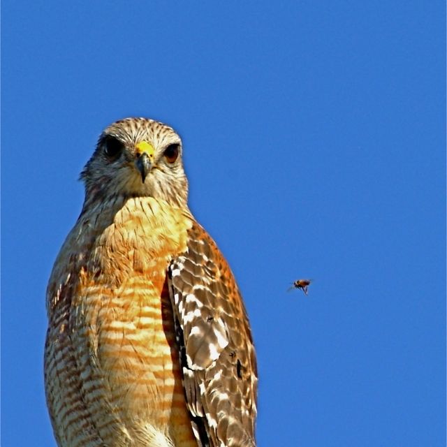 The Bird and the Bee