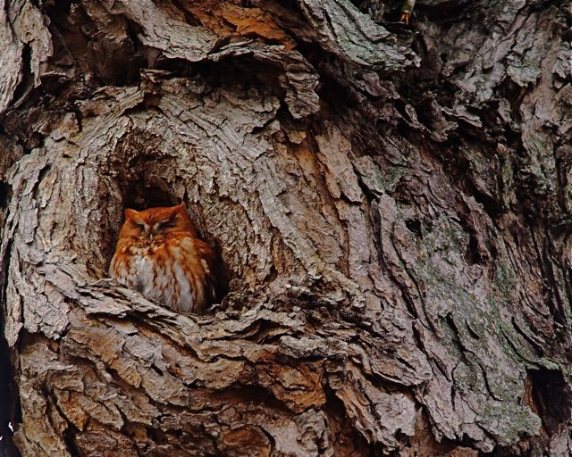 Off Duty Hooty