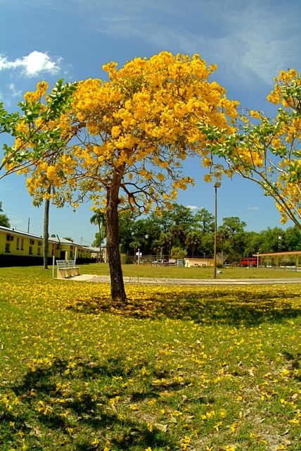 Tree of Gold 2