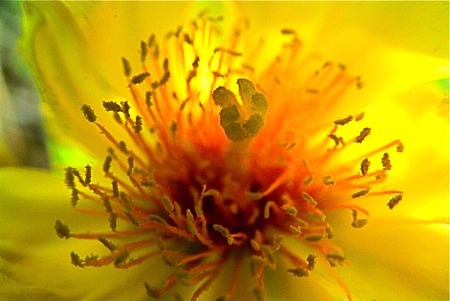 Prickly Pear