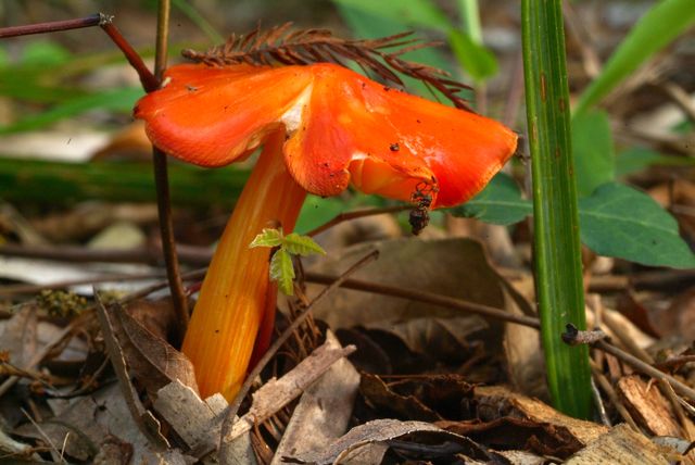 Funky Fungi