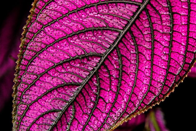 Persian Shield 