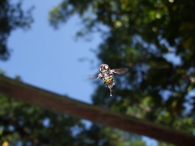 DSCF0627.jpg
