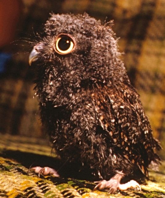 Hooter 1 .jpg
