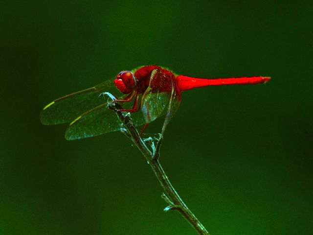 Red Dragon...Fly