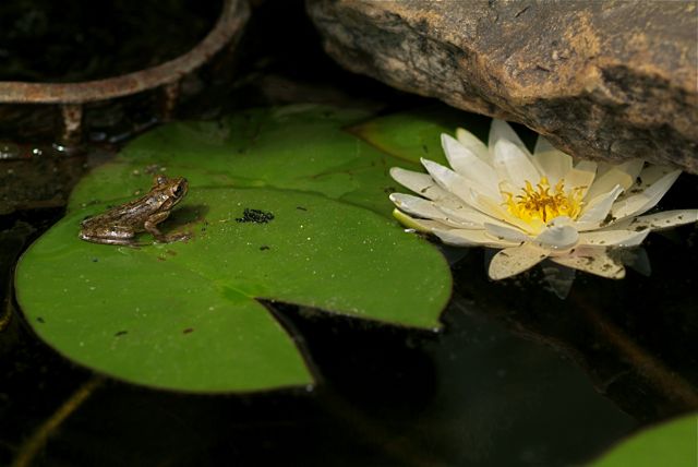 Lily & Pad
