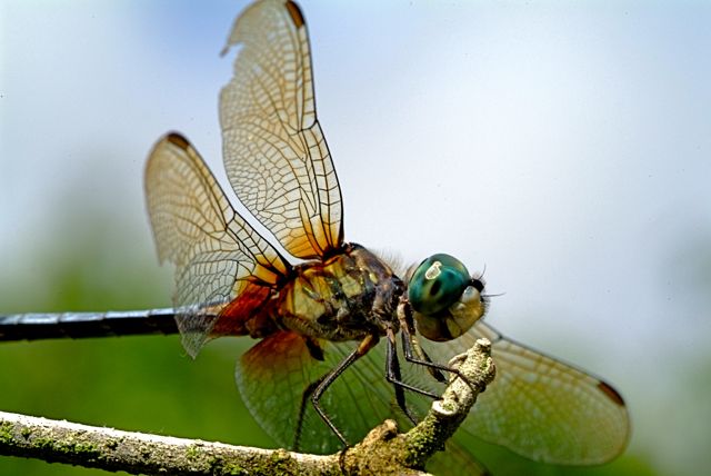 DSCF0726.jpg