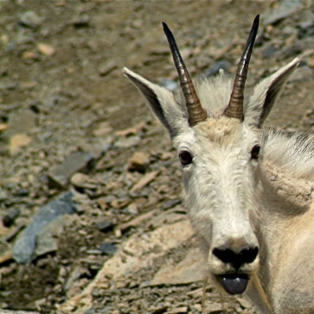 Goat...  : P 
