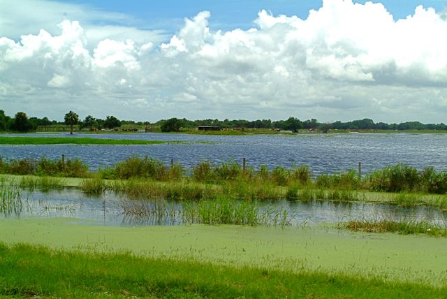 Cow pasture, after T S Fay. 
