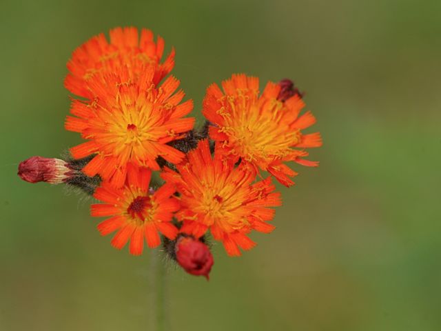 Orangeness