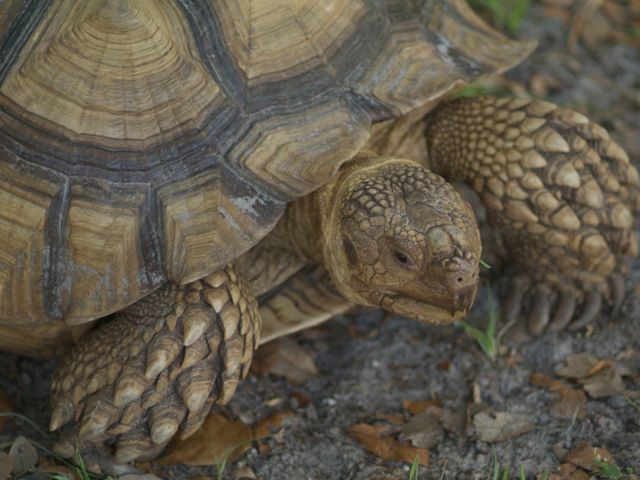 Tortoise 