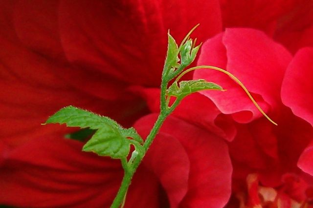 Red n' Green
