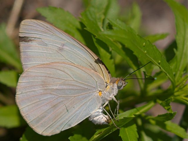 Laying an Egg
