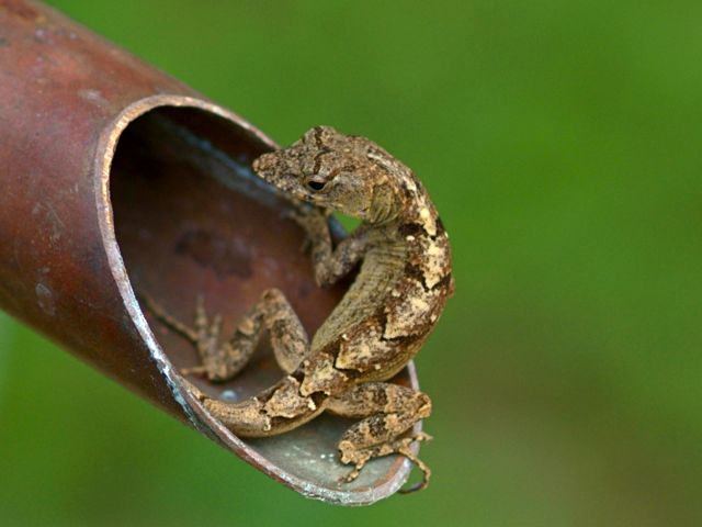 Another Anole