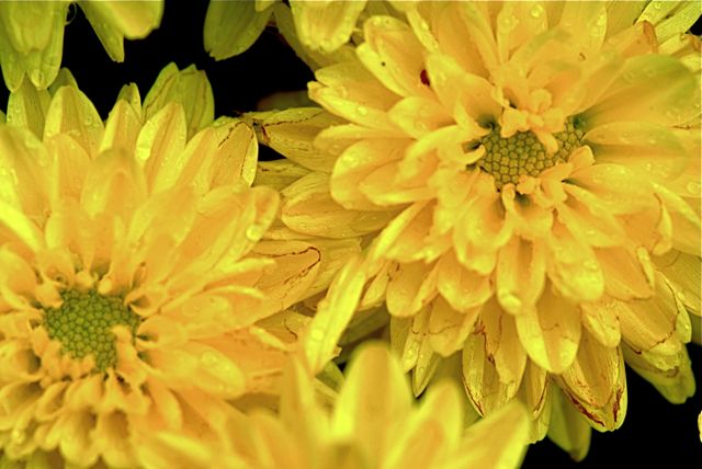 Yellow Hello