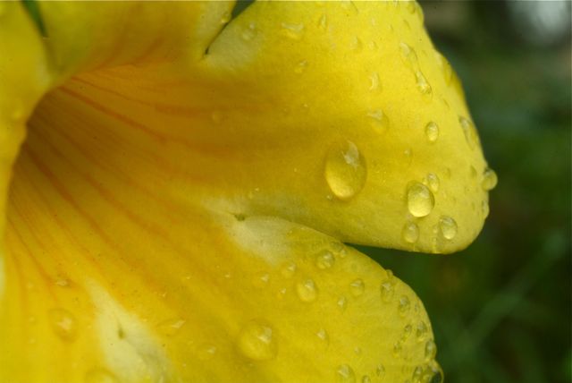Splash of Yellow