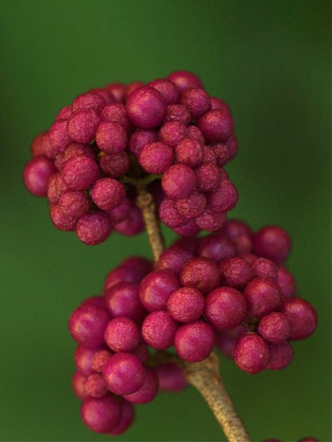 Notgrapes
