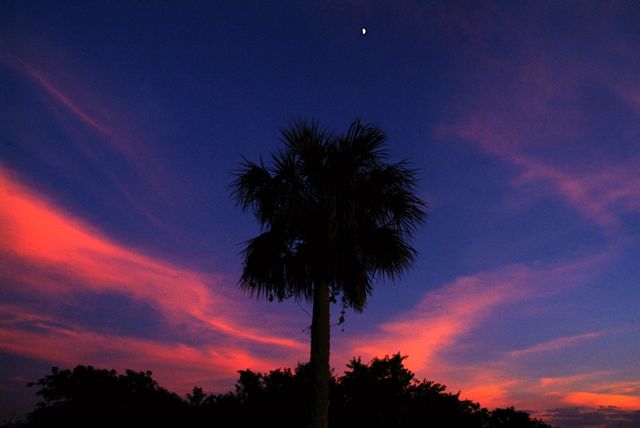 Just a Palm