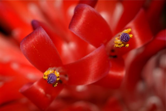 Bromeliad 1