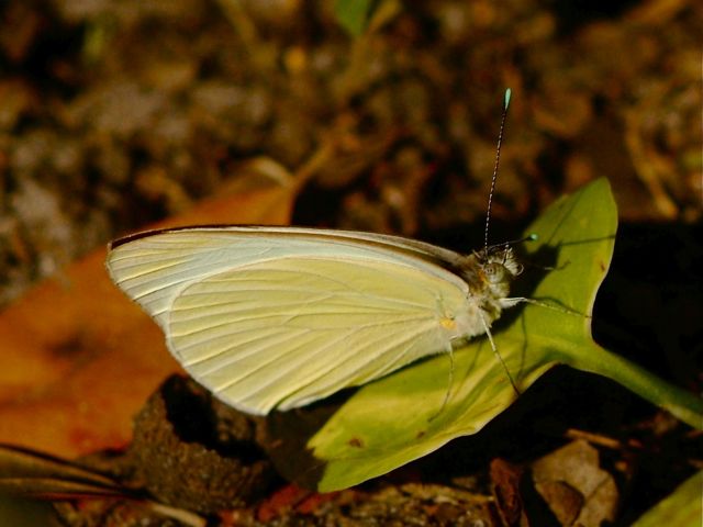 Great Southern White