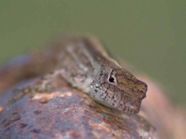 Eye See You