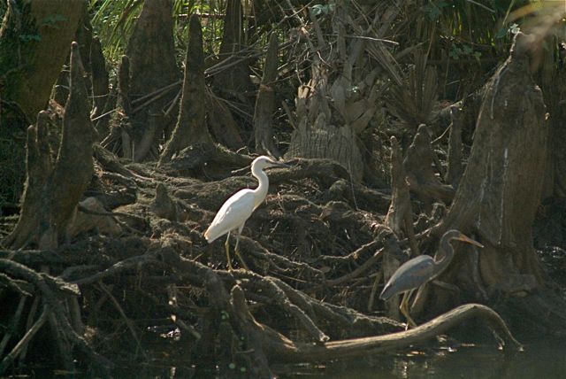 Jack's Branch Snowy Egret 