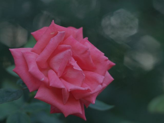 For "Shez" 4  "Roses and Diamonds" 