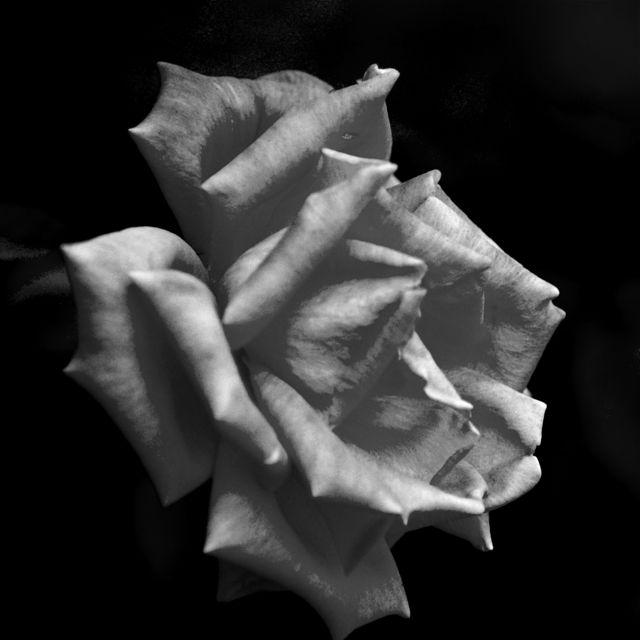 November Rose