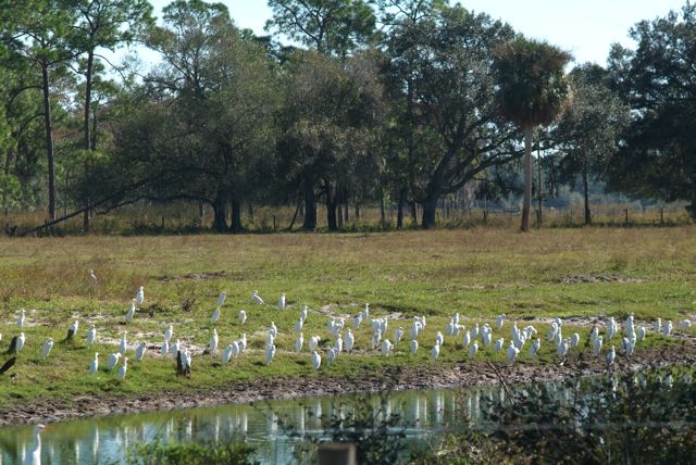 Cattle Egret Event