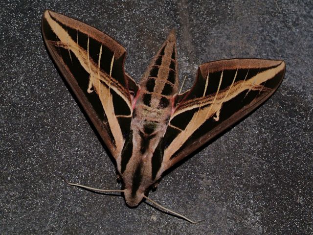 Vine Sphinx Moth