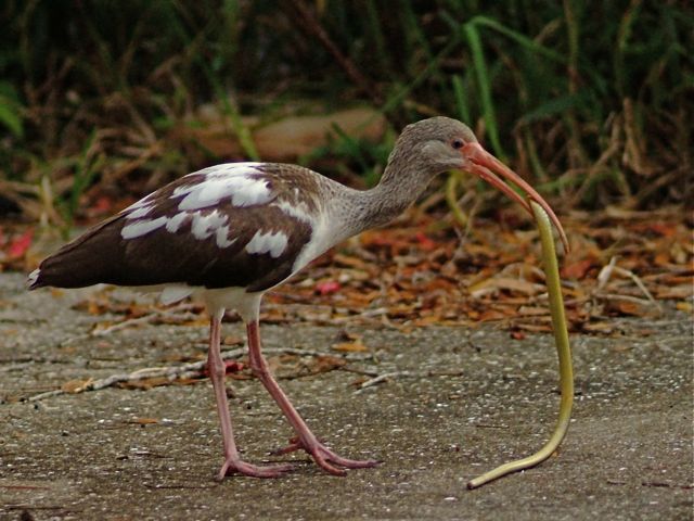 Urbanird