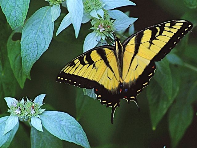 Eastern Tiger Swallowtail