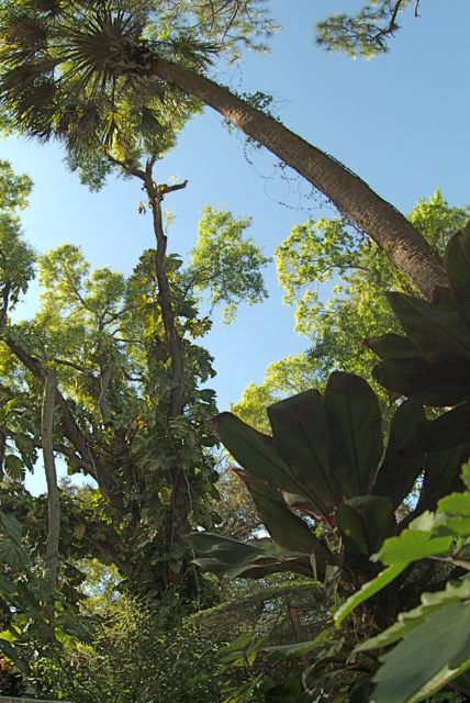 Back Yard Jungle