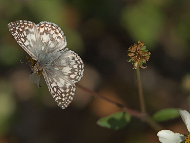 Tropical Checkered Skipper
