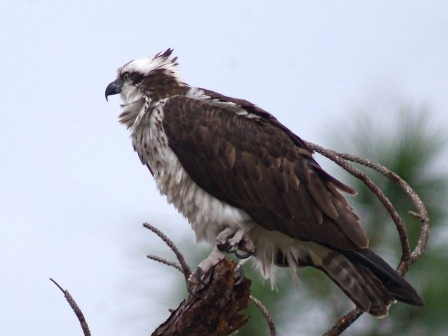 Soggy Osprey