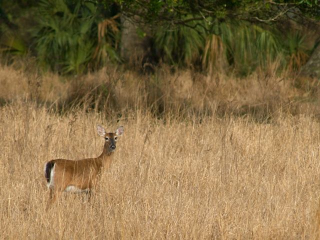 Another Deer Shot