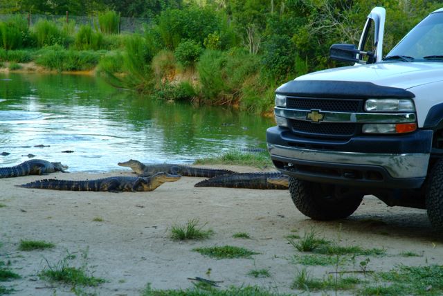 Parking Lot Security, Florida Style