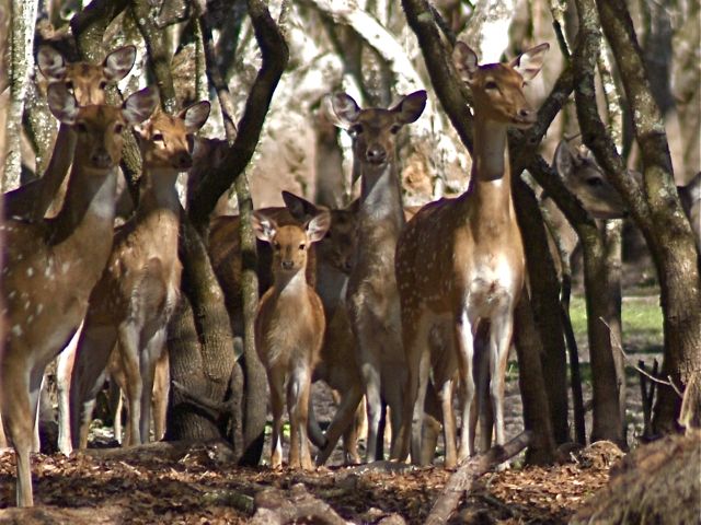 Oh Deer