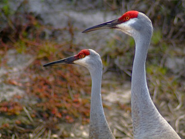 Long Neck Woodpeckers
