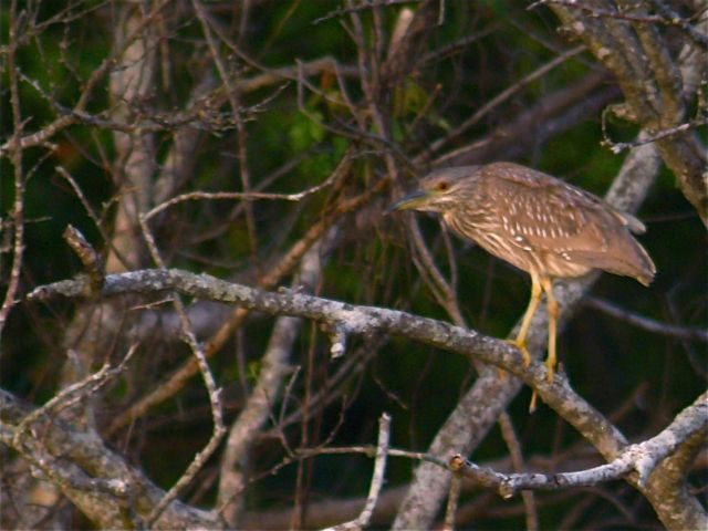 Little Heron