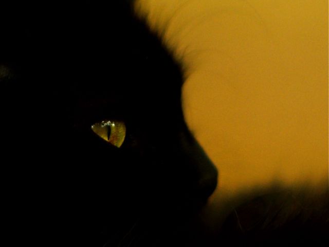 Sphinx