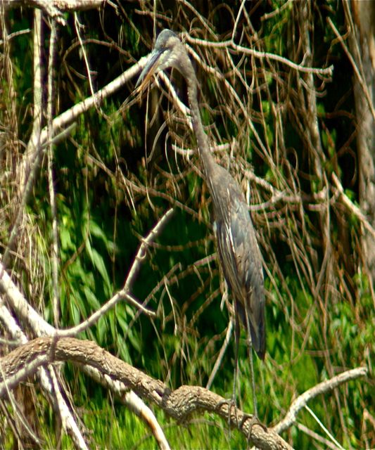 Heron Stretch