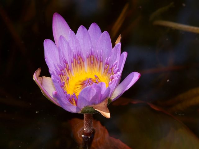 Lotus 2