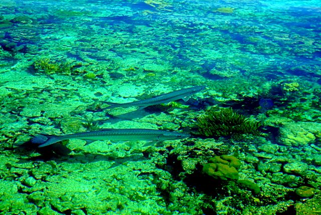 Riding the Reef 2