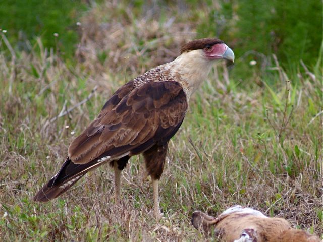 Road Kill Lunch Break