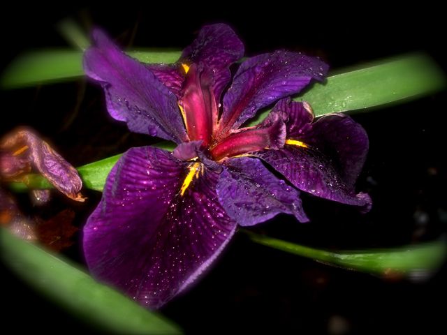 P&S Iris