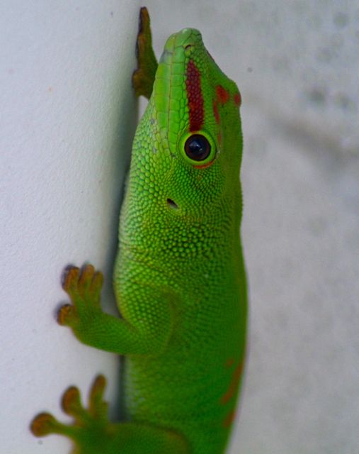 G'day Mate