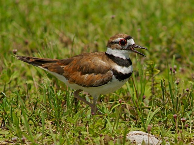 Killdeer