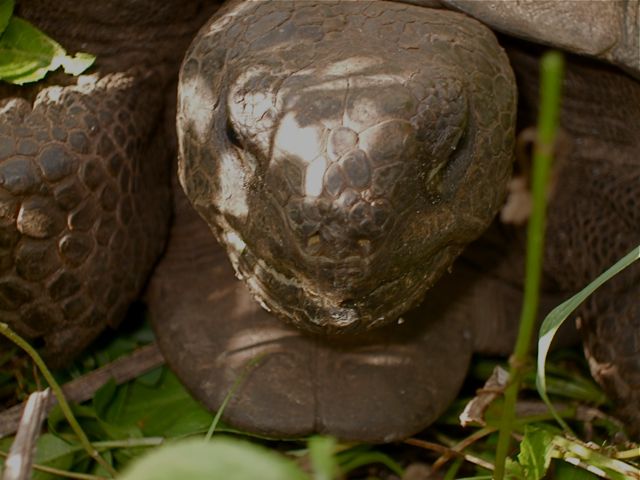 "Gopher" Tortoise
